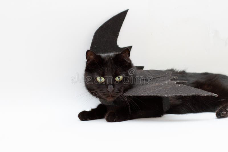 Gato Negro Gracioso Disfrazado De Murciélago Para Halloween Foto de archivo  - Imagen de festival, calabaza: 194791108