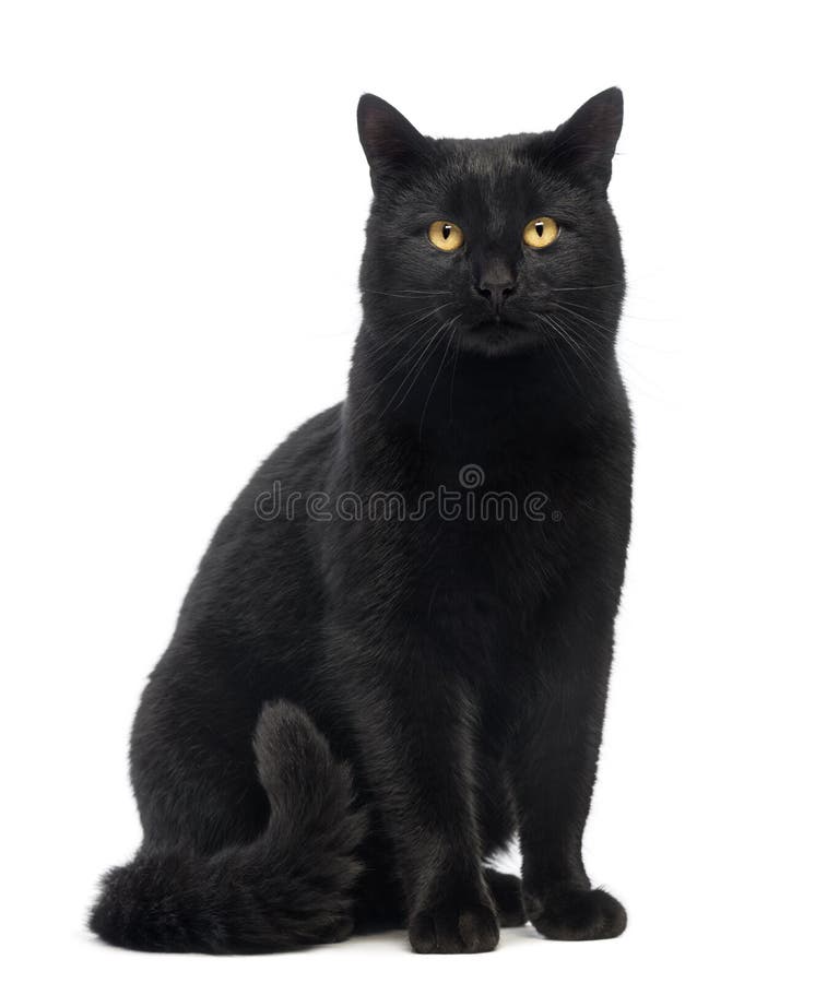Gato negro que sienta y que mira la cámara