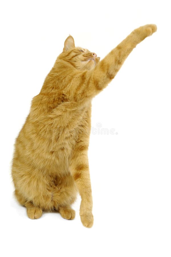 Gatinho Feliz Da Arte; Jogos Bonitos Do Gato Com Uma Borboleta Imagem de  Stock - Imagem de verde, borboleta: 99713537