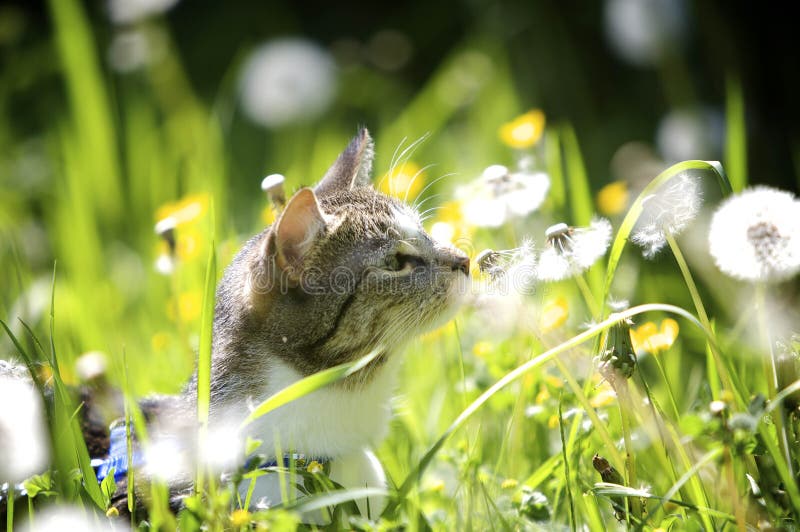 Gatinho Feliz Da Arte; Jogos Bonitos Do Gato Com Uma Borboleta Imagem de  Stock - Imagem de verde, borboleta: 99713537