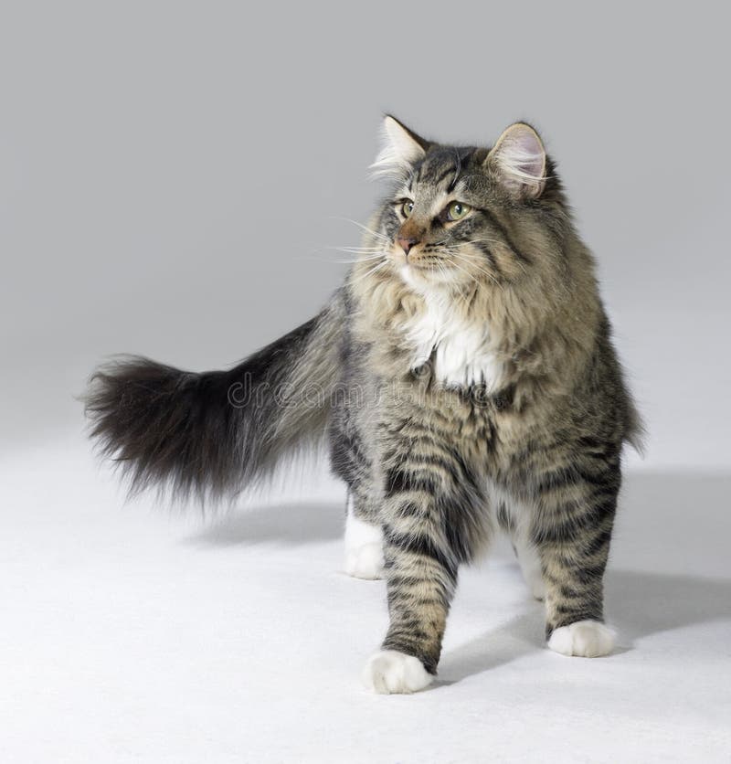 Jogos Macios Pequenos De Maine Coon Do Gatinho Foto de Stock - Imagem de  gato, cabelo: 85355236