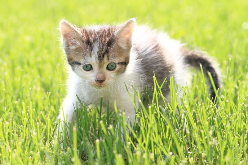 Jogos Do Gatinho Em Uma Grama Verde Imagem de Stock - Imagem de animais,  gato: 36791029