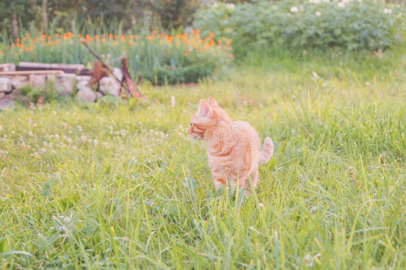 Gato novo com joaninha em um campo verde imagens de stock Gato novo com joaninha em um campo verde imagens de stock