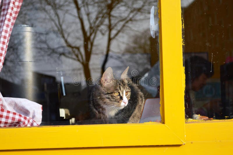 Gato olhando através da janela numa rua tradicional beijando estreia abraço