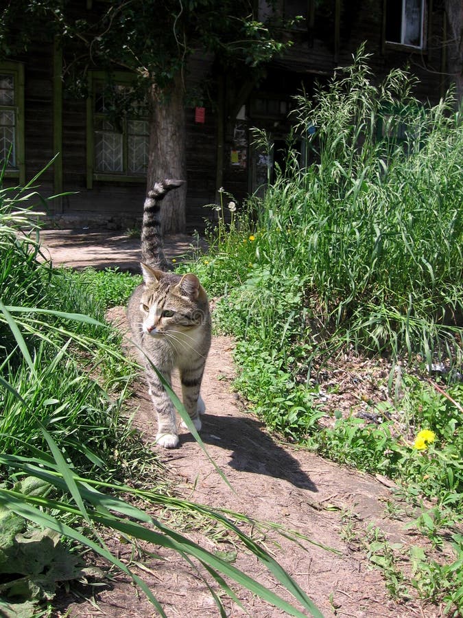 Gato perdido gris que camina en el camino en el verano cerca de la casa de madera vieja en la hierba fotos de archivo libres de regalías Gato perdido gris que camina en el camino en el verano cerca de la casa de madera vieja en la hierba fotos de archivo libres de regalías