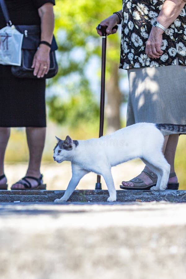 Gato perdido que camina entre turistas en la orilla del lago Kerkini, Grecia fotos de archivo Gato perdido que camina entre turistas en la orilla del lago Kerkini, Grecia fotos de archivo