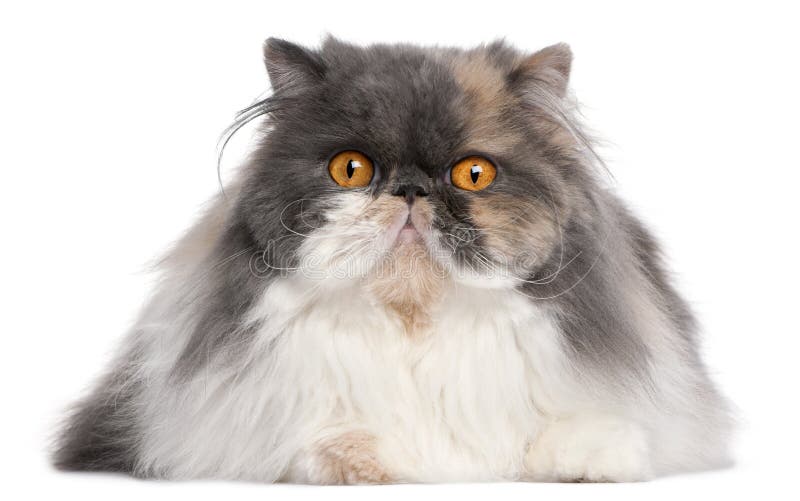 Persian cat, 18 months old, in front of white background. Persian cat, 18 months old, in front of white background