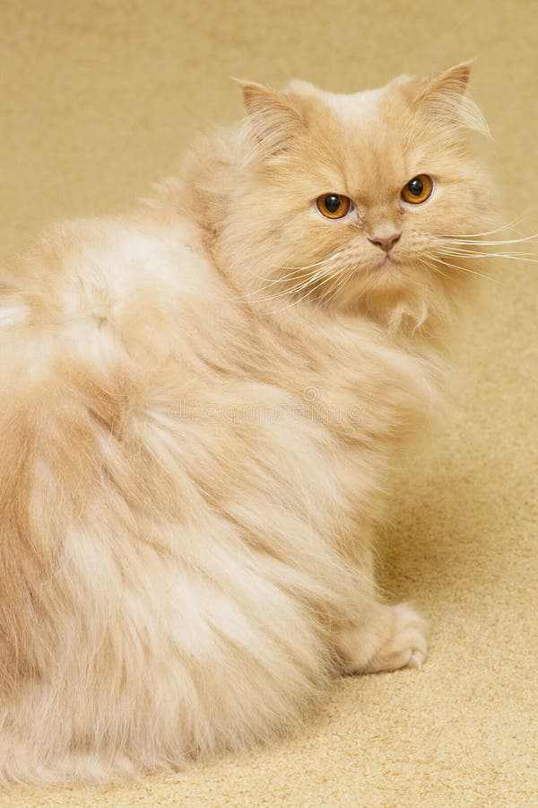 Resultado de imagen para gato persa