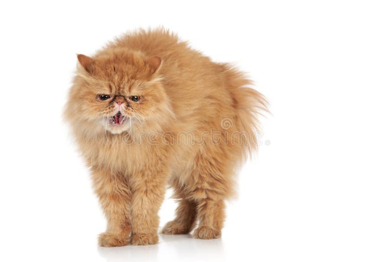 Angry Persian cat on a white background. Angry Persian cat on a white background