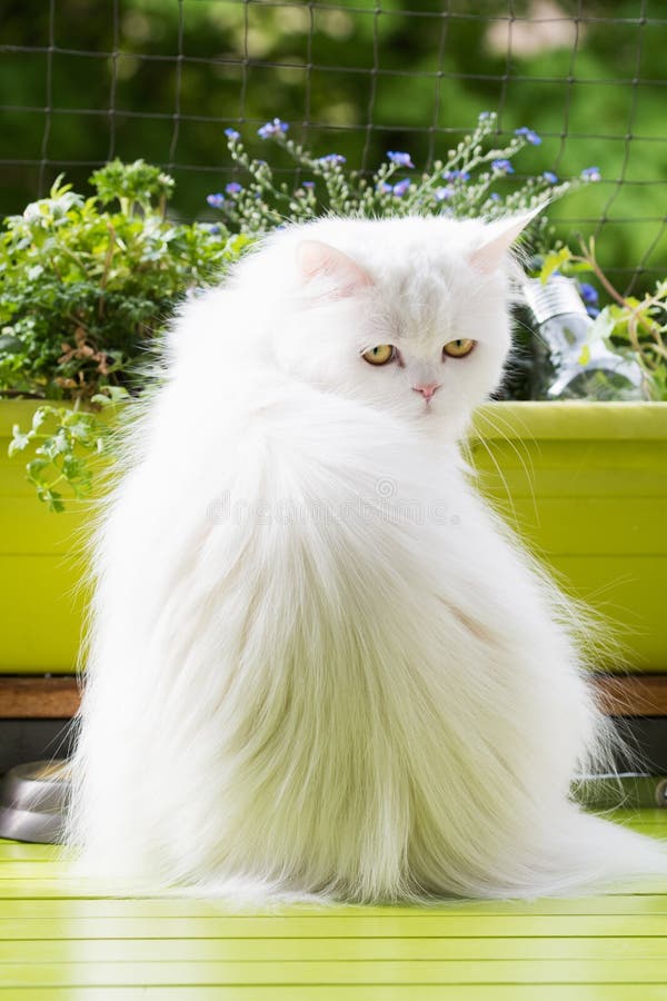 Gato persa blanco en balc?n fotos de archivo libres de regalías Gato persa blanco en balc?n fotos de archivo libres de regalías