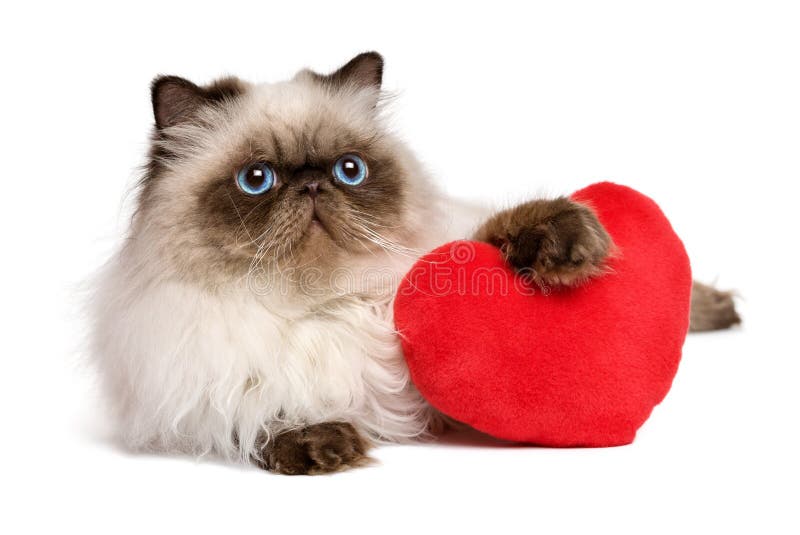Gato persa do colourpoint do Valentim do amante com um coração vermelho