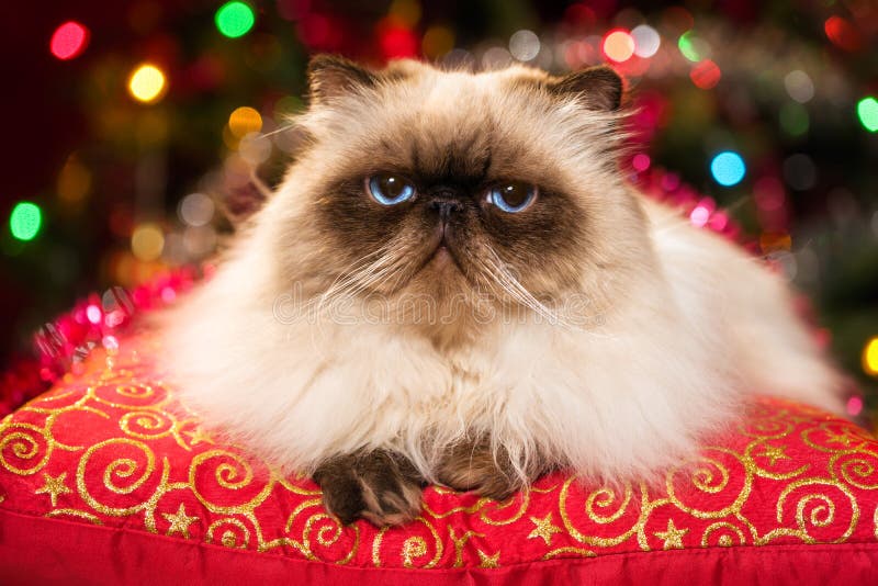 Gato persa engraçado que encontra-se em um coxim do Natal com bokeh