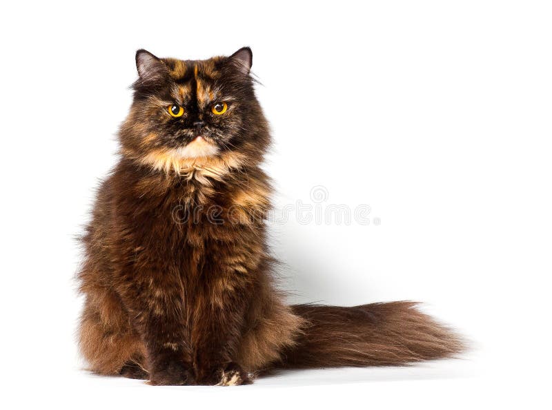 Gato persa grande do tortie imagem de stock royalty free Gato persa grande do tortie imagem de stock royalty free