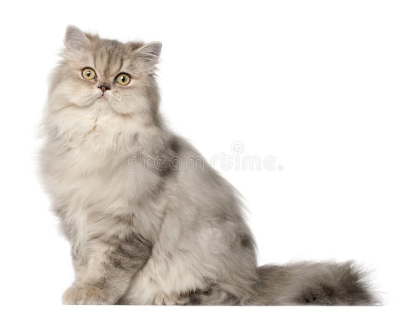 Gato persa, sentando-se na frente do fundo branco