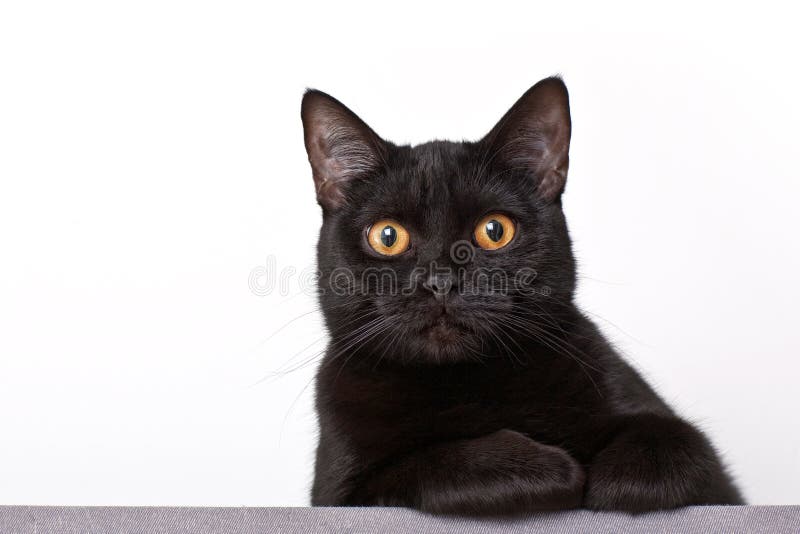 Gato preto fotografia de stock Gato preto fotografia de stock