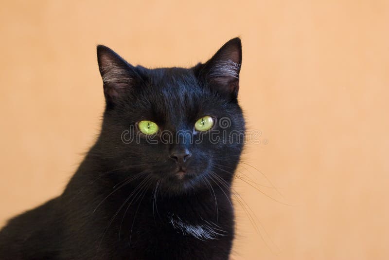 Foto de O Gato Preto Engraçado Rasgou O Papel Amarelo E Olhando Acima Jogo  De Gato e mais fotos de stock de Gato doméstico - iStock