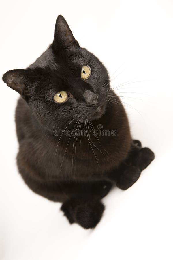 Jogo do gato preto imagem de stock. Imagem de fundo, gato - 66726493