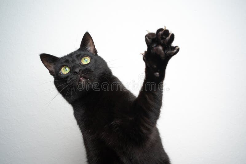 Jogo do gato preto imagem de stock. Imagem de preto, branco - 66726499