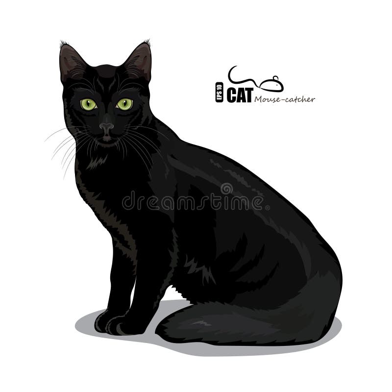 Gato preto com olhos verdes ilustração royalty free Gato preto com olhos verdes ilustração royalty free