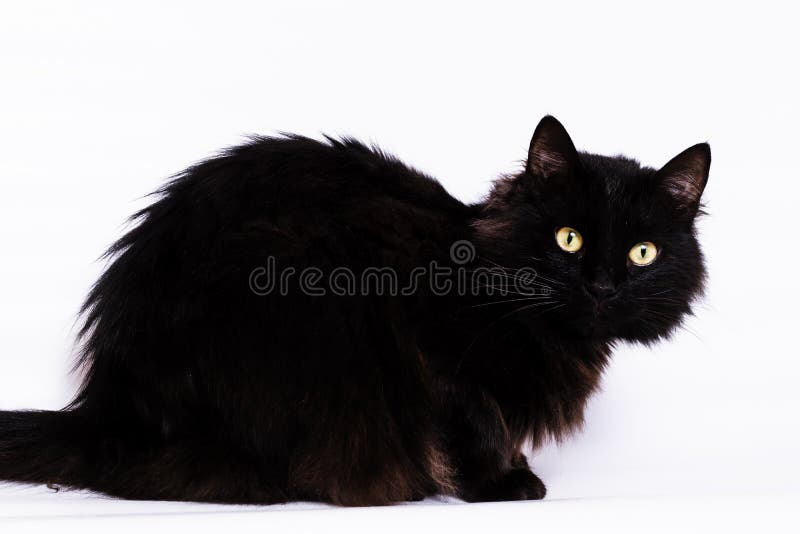 Gato preto da raça Bombaim foto de stock royalty free Gato preto da raça Bombaim foto de stock royalty free