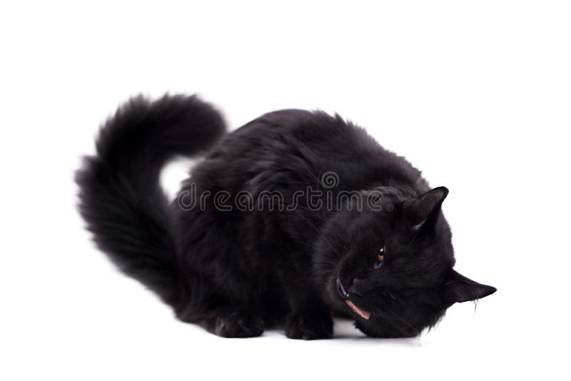 Gato preto de Maine Coon no branco imagem de stock Gato preto de Maine Coon no branco imagem de stock