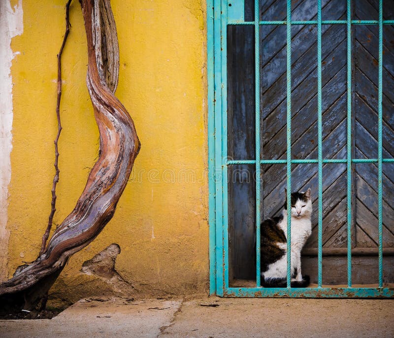 Gato preto e branco atrás das barras 1 foto de stock Gato preto e branco atrás das barras 1 foto de stock