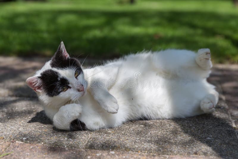Gato preto e branco que dorme em um jardim fotografia de stock Gato preto e branco que dorme em um jardim fotografia de stock