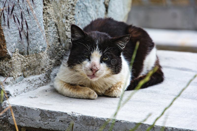Fotos de O mundo de gatos, Imagens de O mundo de gatos sem royalties