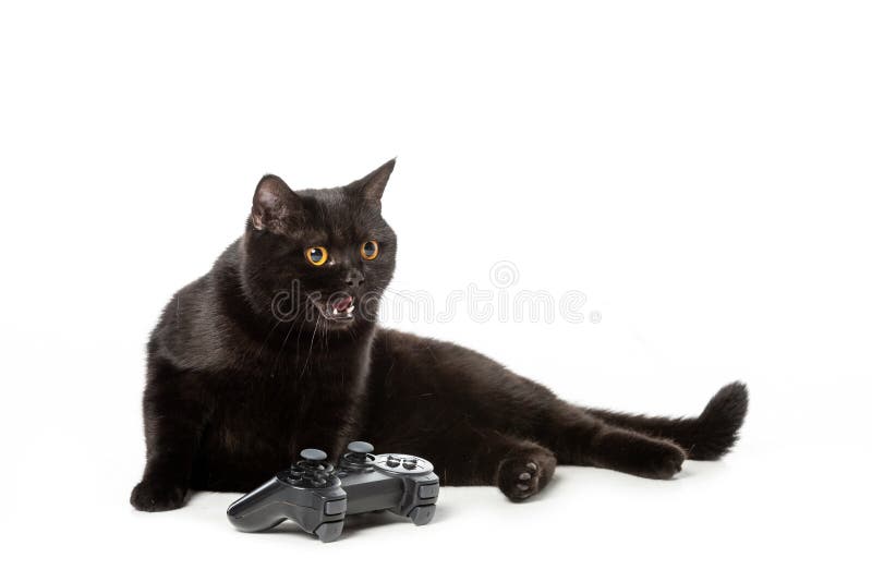 Jogos do gato preto imagem de stock. Imagem de ângulo - 55811315