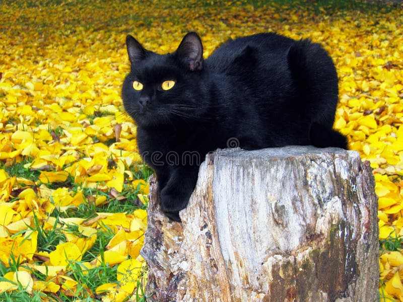 Foto de O Gato Preto Engraçado Rasgou O Papel Amarelo E Olhando Acima Jogo  De Gato e mais fotos de stock de Gato doméstico - iStock