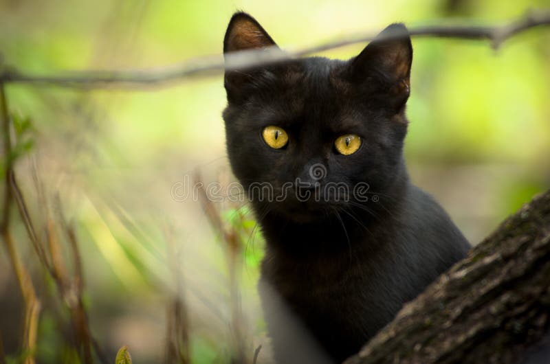 Gato preto que espreita para fora atrás de uma árvore imagem de stock royalty free Gato preto que espreita para fora atrás de uma árvore imagem de stock royalty free