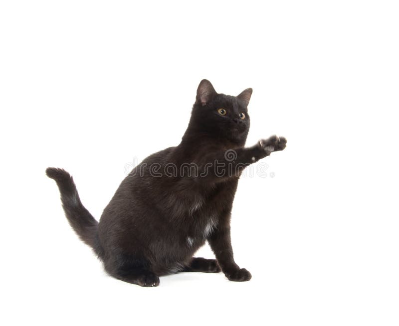 Jogo do gato preto imagem de stock. Imagem de preto, branco - 66726499