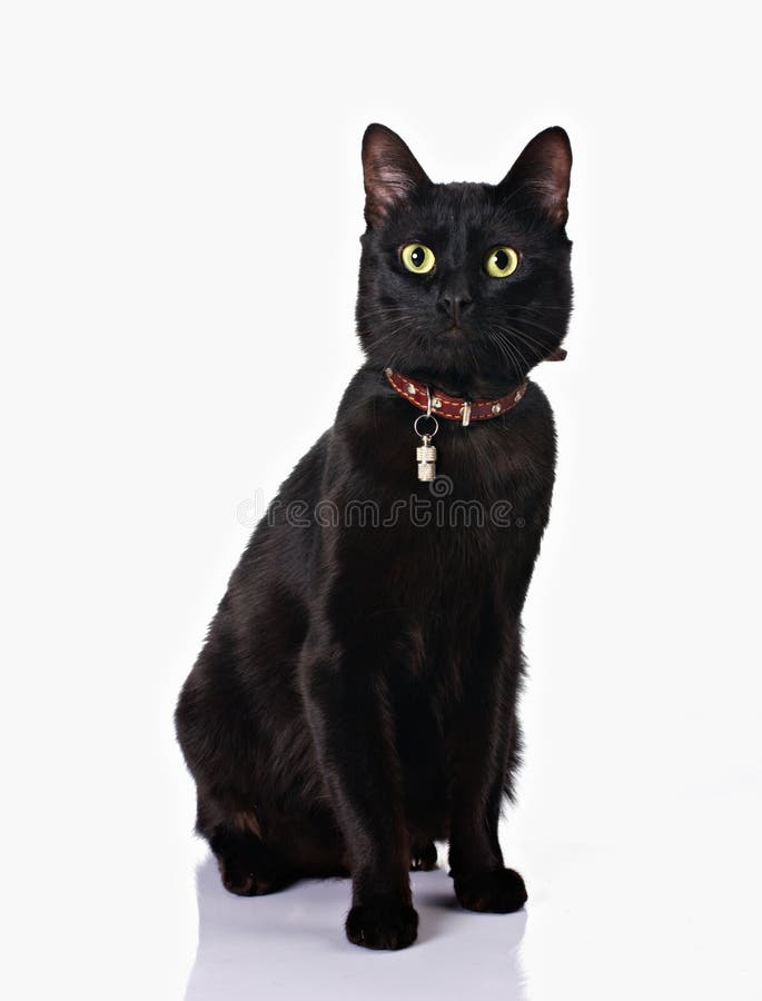 Jogo do gato preto foto de stock. Imagem de gato, animal - 17942790