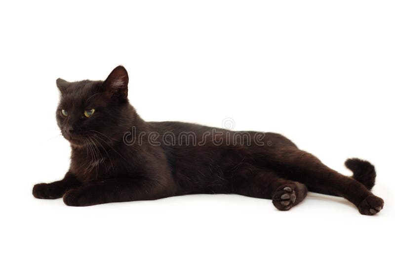 Jogo do gato preto foto de stock. Imagem de preto, isolado - 18338148