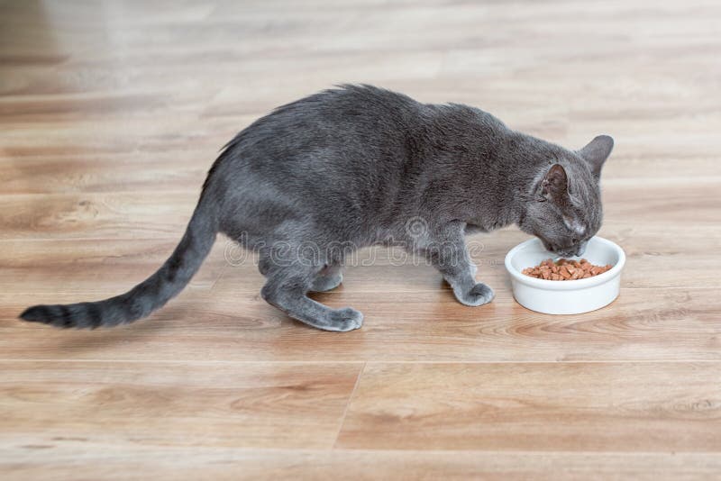 Gato que come o alimento molhado da bacia branca no assoalho de madeira imagens de stock Gato que come o alimento molhado da bacia branca no assoalho de madeira imagens de stock