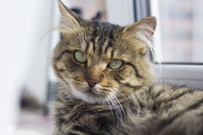 Gato que descansa sobre la ventana del primer del apartamento fotos de archivo libres de regalías Gato que descansa sobre la ventana del primer del apartamento fotos de archivo libres de regalías