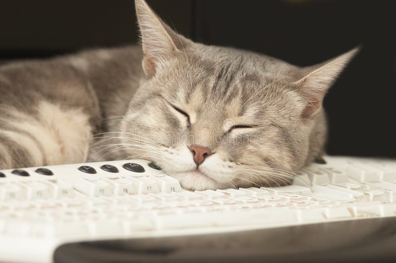 Gato que duerme en el teclado