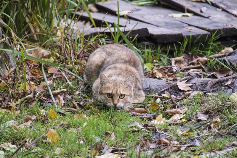 Download Gato que esconde na grama imagem de stock. Imagem de isto - 80102329