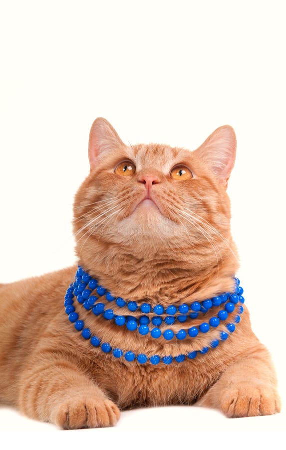 Gato que mira para arriba fotos de archivo Gato que mira para arriba fotos de archivo