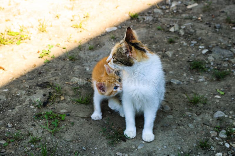 Gato que nutre seu gatinho pequeno fotografia de stock Gato que nutre seu gatinho pequeno fotografia de stock
