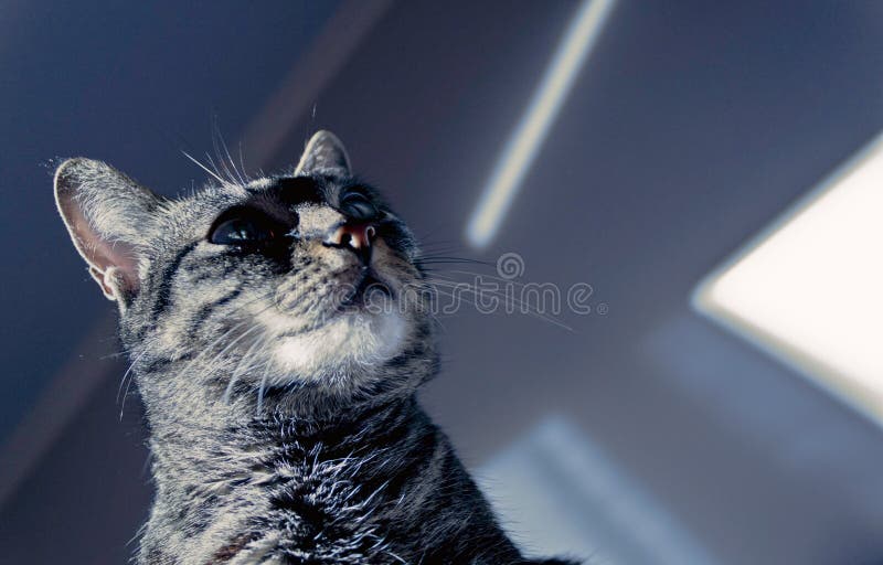 Gato que olha sombras fotos de stock royalty free Gato que olha sombras fotos de stock royalty free