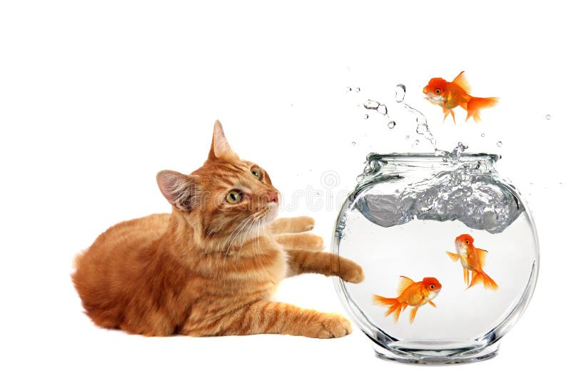 Cat Relaxing and Watching a Gold Fish Escape His Bowl on White Background. Cat Relaxing and Watching a Gold Fish Escape His Bowl on White Background