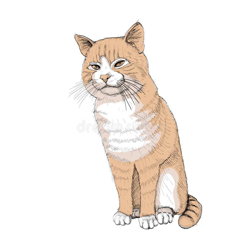 Gato sentado ilustración del vector