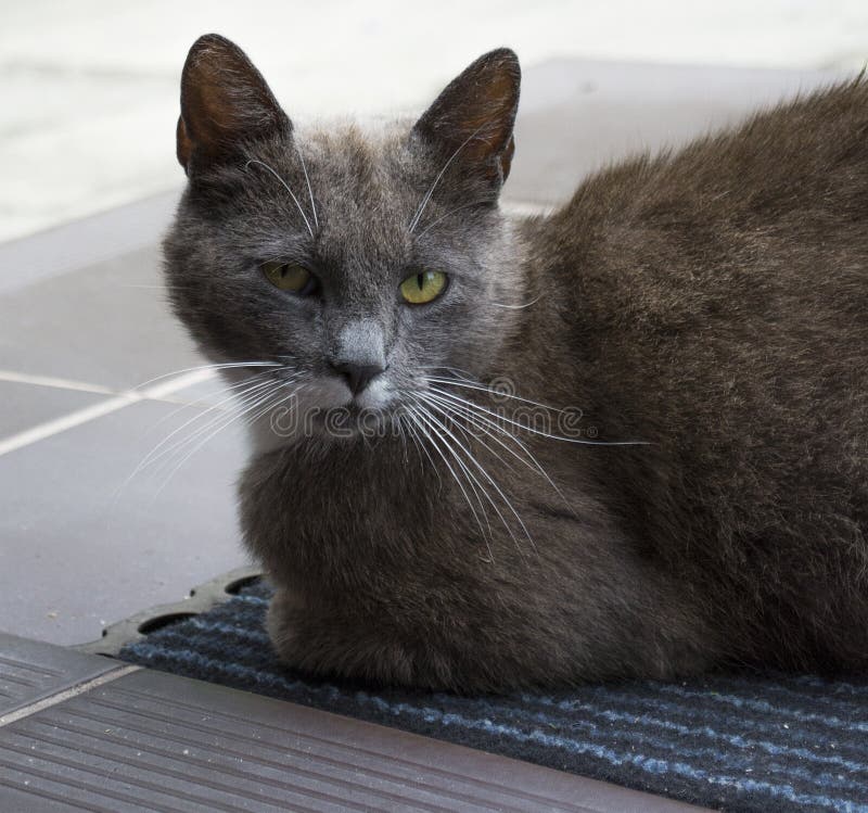 Gato que se sienta en el felpudo imagen de archivo libre de regalías Gato que se sienta en el felpudo imagen de archivo libre de regalías
