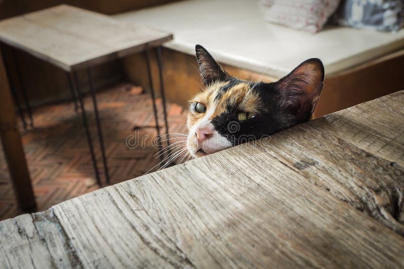 Gato que se sienta en una silla y que espera un poco de comida foto de archivo Gato que se sienta en una silla y que espera un poco de comida foto de archivo