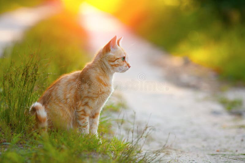 Gatinho Feliz Da Arte; Jogos Bonitos Do Gato Com Uma Borboleta Imagem de  Stock - Imagem de verde, borboleta: 99713537