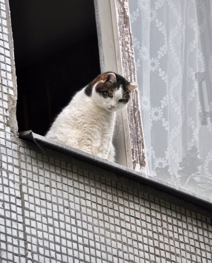 Gato que senta-se no peitoril da janela