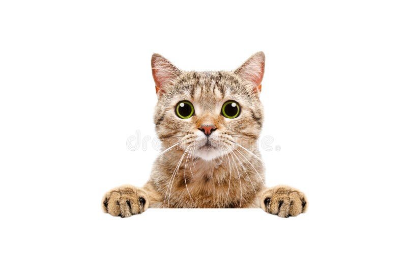 Adorable Scottish Straight cat, peeking from behind a banner, isolated on white background. Adorable Scottish Straight cat, peeking from behind a banner, isolated on white background