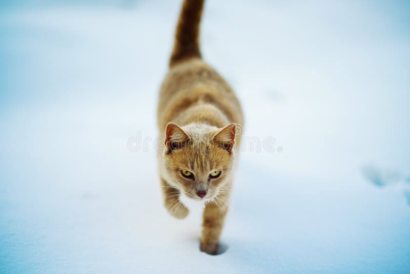 Gato rojo hermoso que camina en la nieve, invierno imágenes de archivo libres de regalías Gato rojo hermoso que camina en la nieve, invierno imágenes de archivo libres de regalías