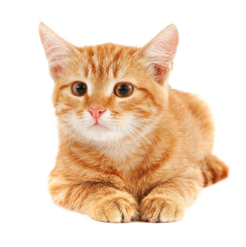 Gato rojo lindo Gato rojo lindo
